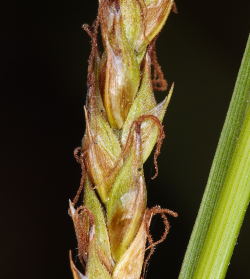 San Luis Obispo sedge (Carex obispoensis), brown pistillate flower bracts with white margins. Cuesta Ridge Botanical Area, San Luis Obispo County, CA, 2 April 2006. Copyright © 2006 Steve Matson. 